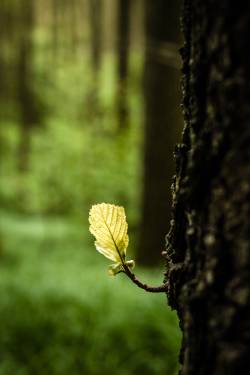 Begleitung in der Natur